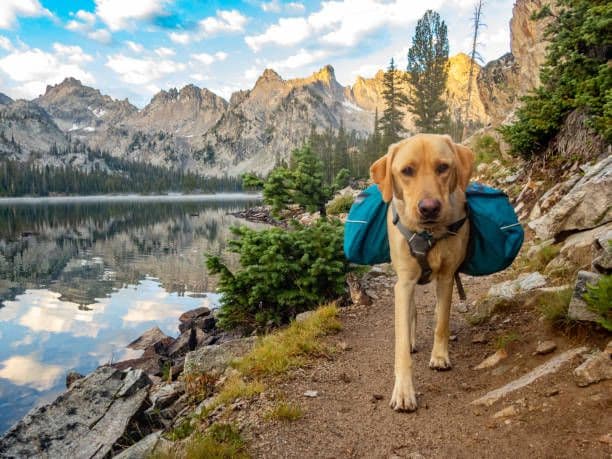 A Beginner’s Guide to Prepping with Pets